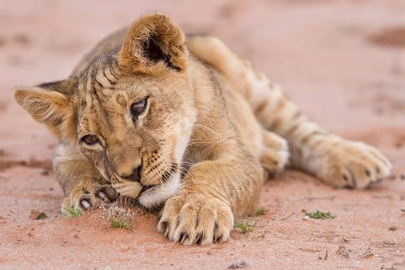 LugaTv | Watch Baby Animals in the Wild seasons 1 - 1 for free online