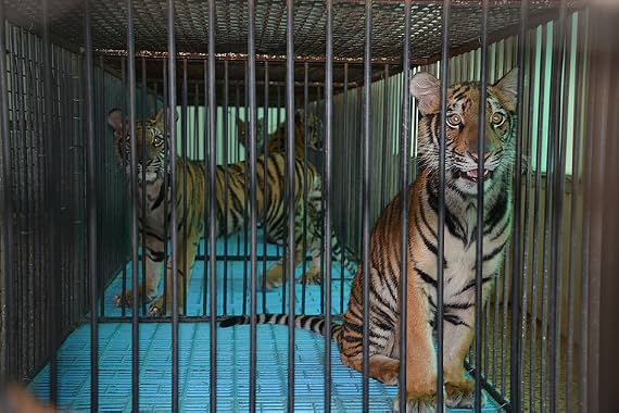 LugaTv | Watch The Tiger Mafia for free online